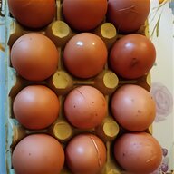 silkie fertile eggs for sale