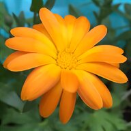 marigold african for sale