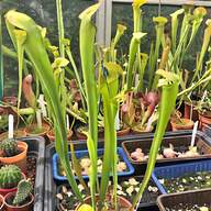 pitcher plant for sale