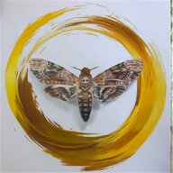 death head moth for sale