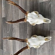 roe deer antlers for sale