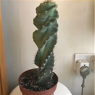 cactus plants for sale