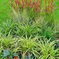 ornamental grasses for sale