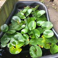 mini water lily for sale