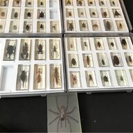 real life bugs for sale