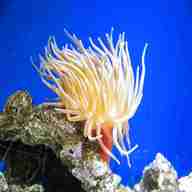 anemone coral for sale