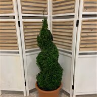 topiary tree spiral for sale
