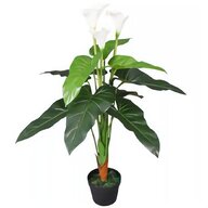black calla lily for sale