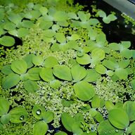 floating pond plants for sale