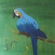 blue macaw for sale
