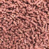 bloodworm for sale