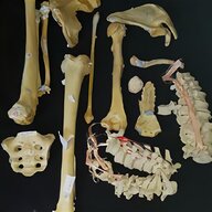 medical skeleton for sale