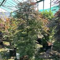 empress tree for sale