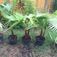 coconut palm tree for sale