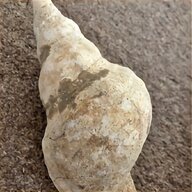 orthoceras fossils for sale