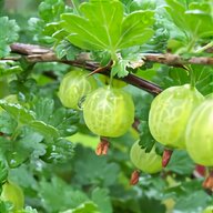 gooseberry for sale
