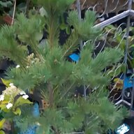pine tree for sale