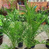 bamboo trees for sale