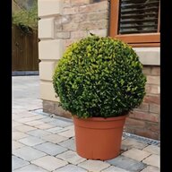 spiral topiary for sale