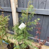 acer dissectum for sale