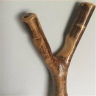 greyhound cane for sale
