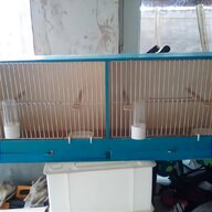 cage and aviary birds for sale