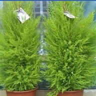 conifer trees for sale