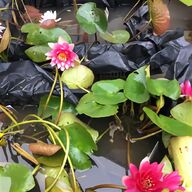 mini water lily for sale