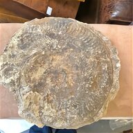 large ammonite for sale
