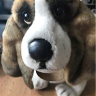 basset hound dog for sale