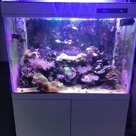 marine coral frag for sale