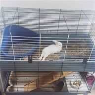 liberta rat cage for sale