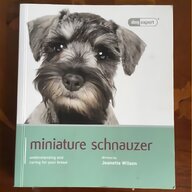 schnauzer for sale