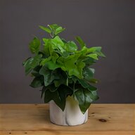 fake ivy for sale