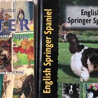 english springer spaniel for sale