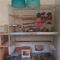 cage bird seed for sale