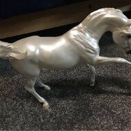 arabian horse for sale