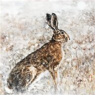 large hare for sale