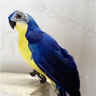 yellow parrot for sale