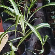spider plant for sale
