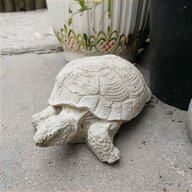 tortoise for sale