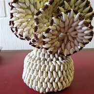 cowrie shell for sale