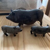 pot belly pig for sale