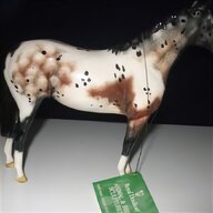 piebald horse for sale