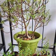 jade bonsai tree for sale