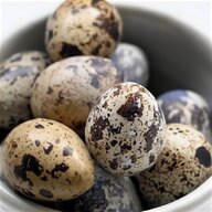 serama hatching eggs for sale