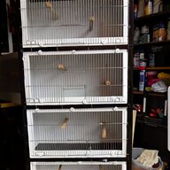 poole birds for sale