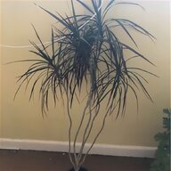 palms tree plants for sale