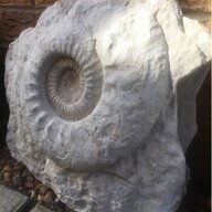 fossil ammonite for sale