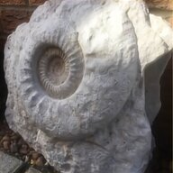 large ammonite fossil for sale